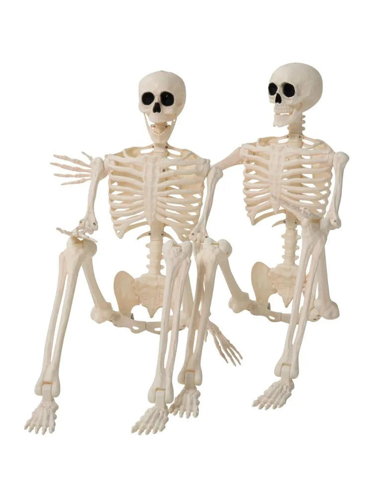 2-Pack 36" Posable Halloween Skeletons – Full-Body Hanging Décor & Photo Booth Props