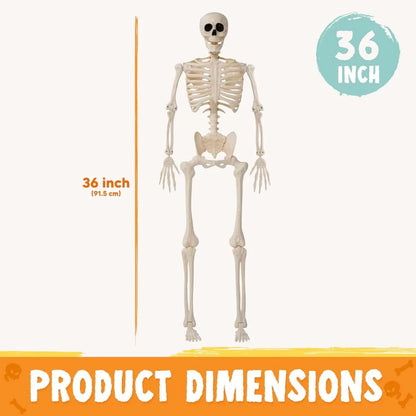 2-Pack 36" Posable Halloween Skeletons – Full-Body Hanging Décor & Photo Booth Props