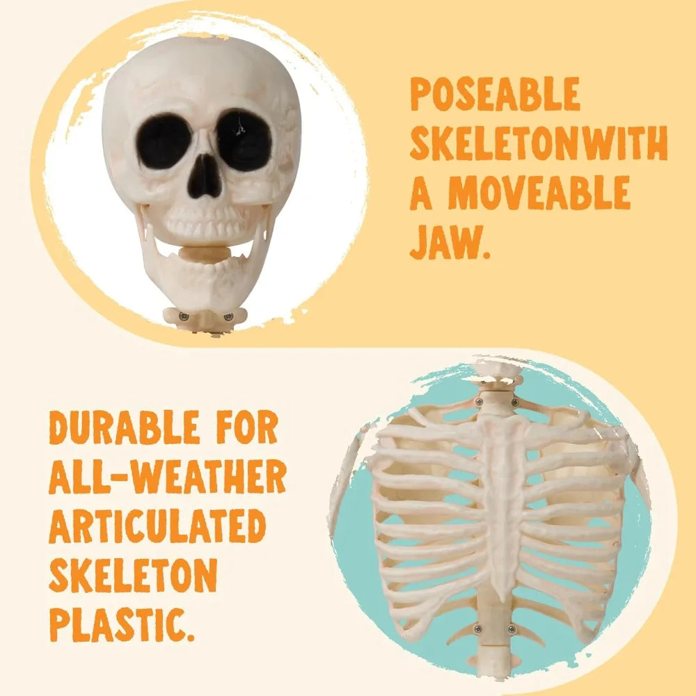 2-Pack 36" Posable Halloween Skeletons – Full-Body Hanging Décor & Photo Booth Props